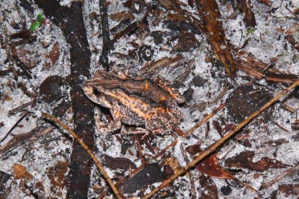 False western froglet on the ground