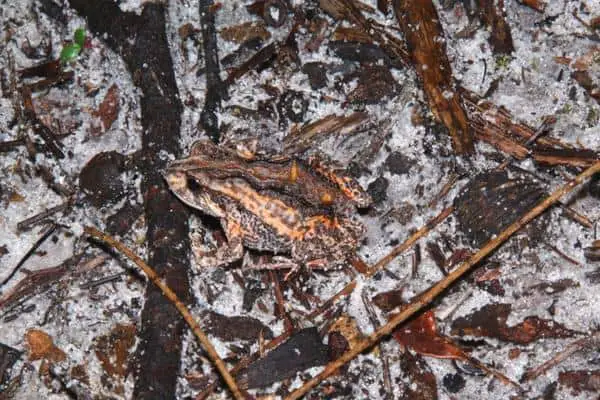 False western froglet on the ground