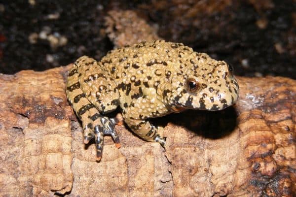 Fire-bellied toad on a log