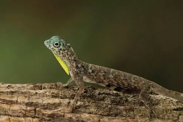 Flying lizard on a log