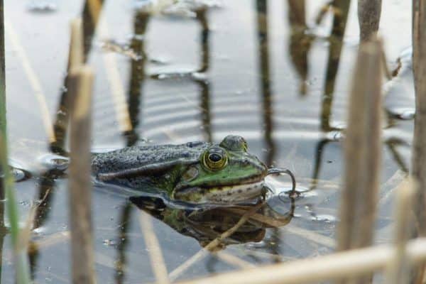 how-long-is-a-frogs-tongue-the-critter-hideout