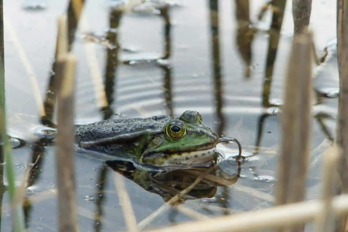 Frog showing its tongue