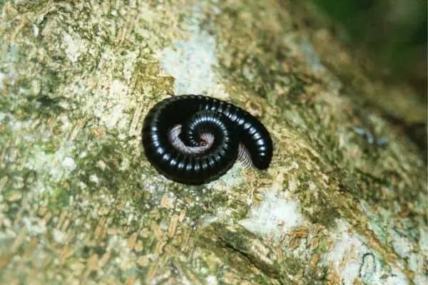 Giant african millipede on a log