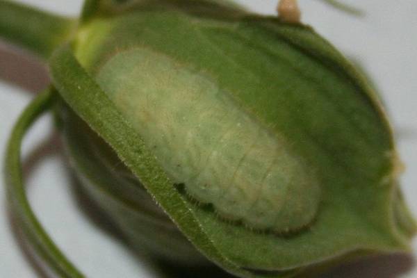 Gray hairstreak larva on green plant