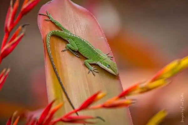 Green anole lizard on plant