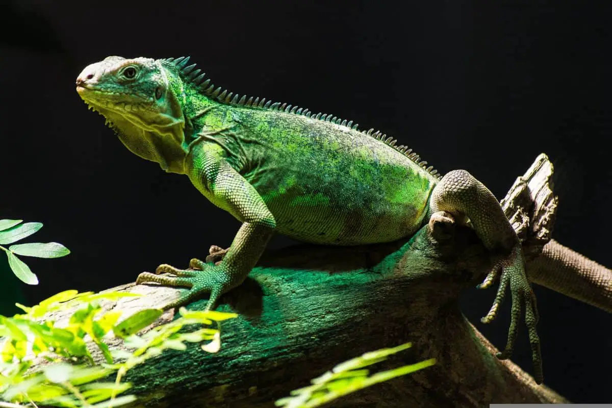 Green iguana on a log