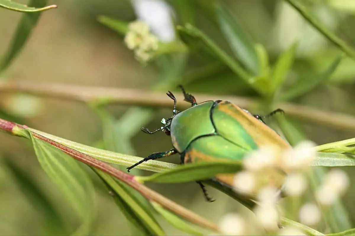 Green june beetle on plants