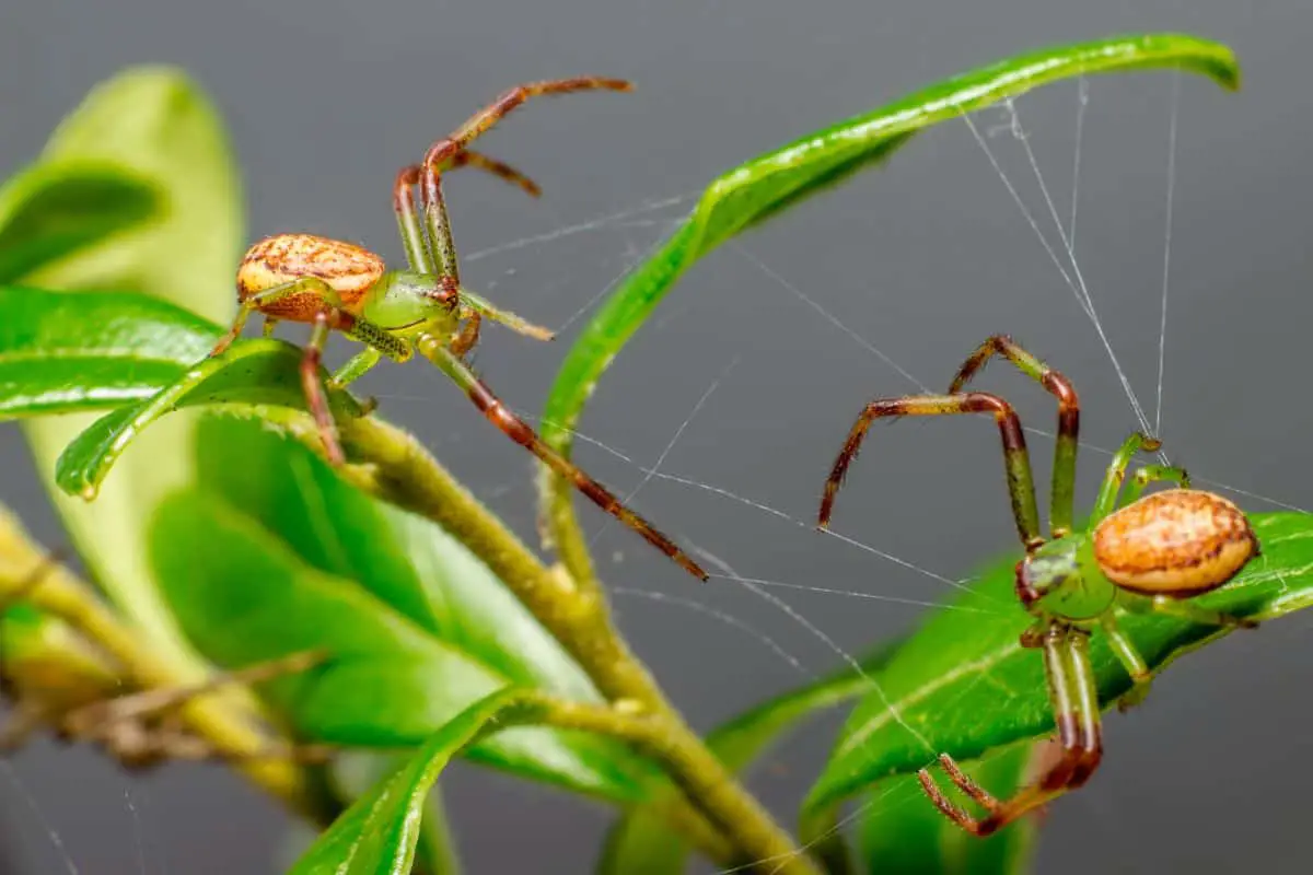 Green spiders on a plant