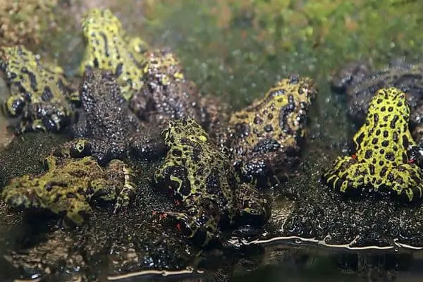 Group of fire-bellied toads