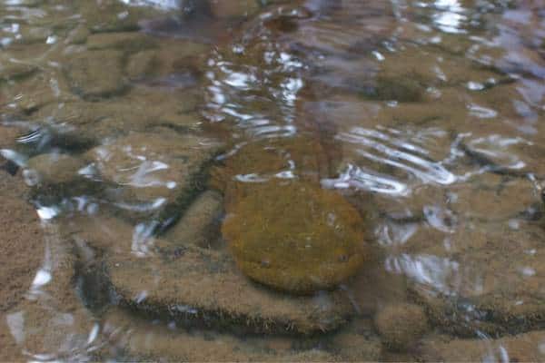 Hellbender in shallow water