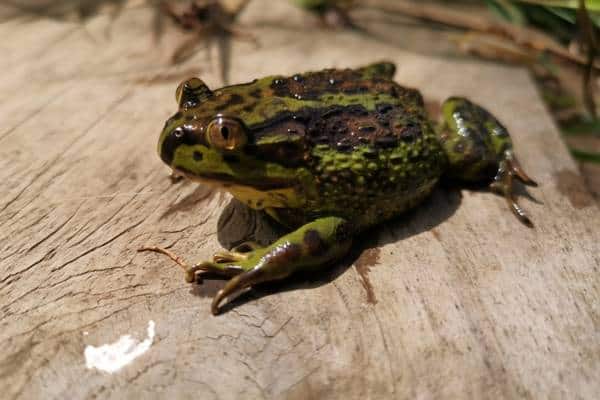 Helmeted water toad on wood