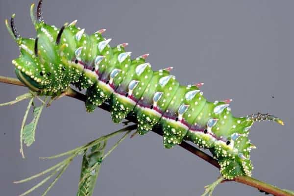Hubbard’s silk moth caterpillar on a twig