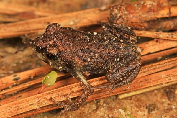 Hurter&#8217;s spadefoot on bamboo sticks