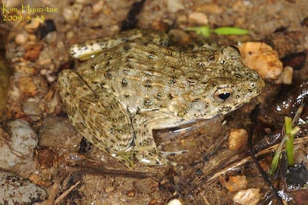 Imienpo station frog