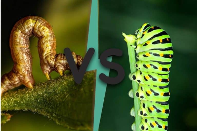 they vs these they vs these