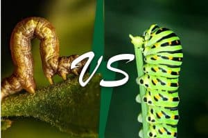 Inchworms Vs. Caterpillars (7 Differences)