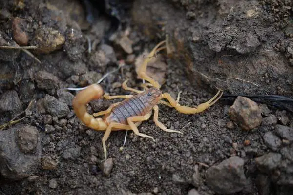 Indian red scorpion on the ground