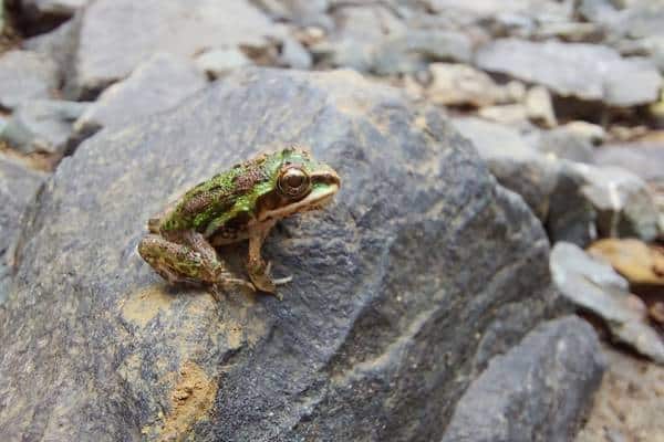 Indus valley bullfrog on rock