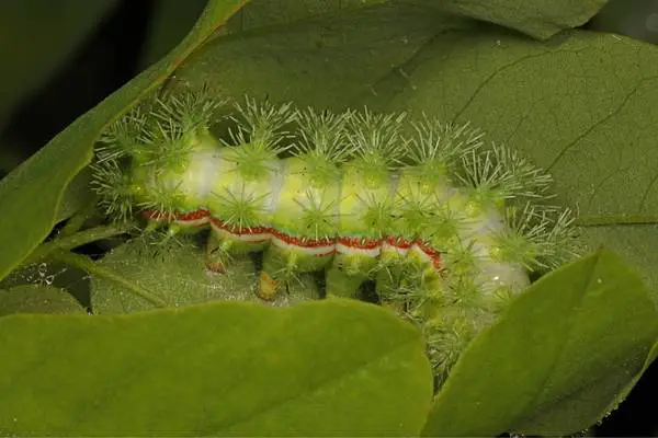 io caterpillar on leaves