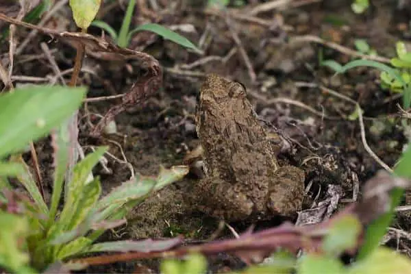 Japanese wrinkled frog in moist land