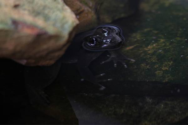 Khorat big mouthed frog