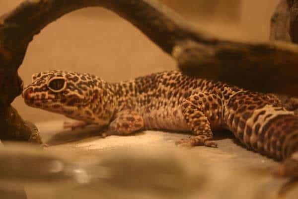 Leopard gecko in aquarium