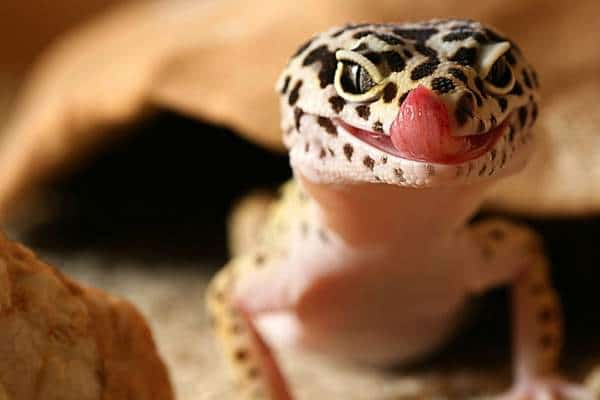 Leopard gecko showing its tongue