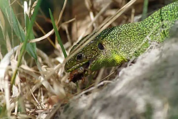 Lizard eating insect