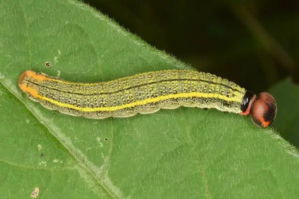 Long-tailed skipper caterpillar on a leaf