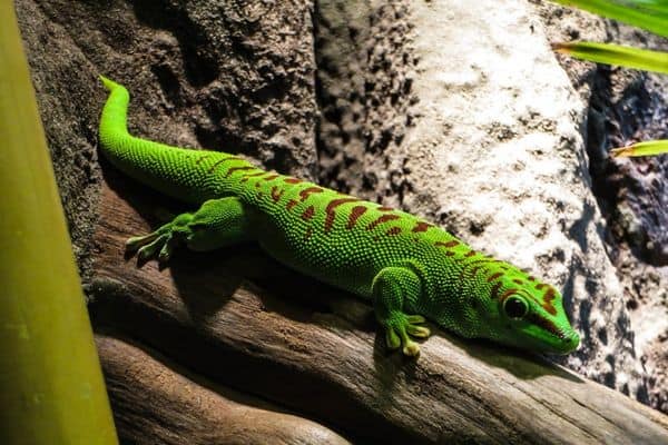 Madagascar day gecko on a log