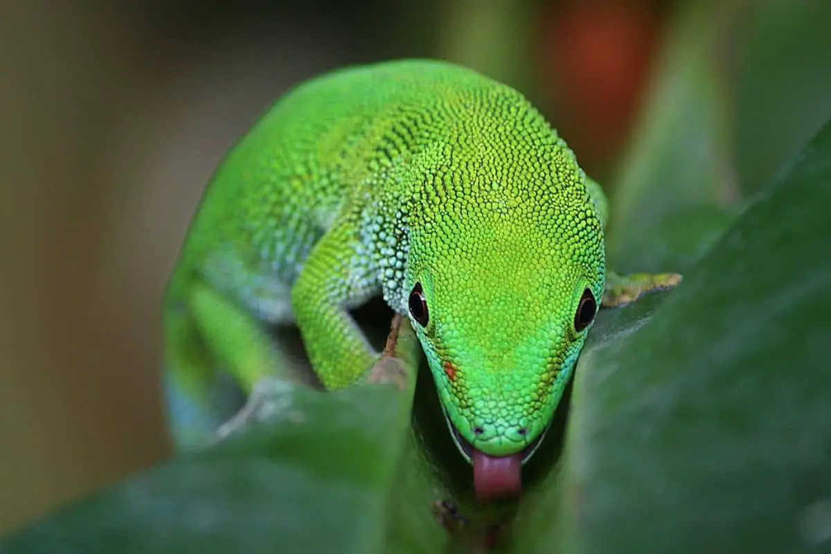 Madagascar day gecko on plants