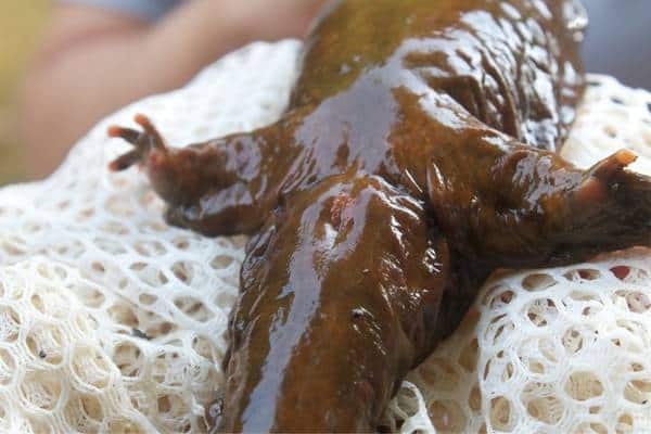 Male hellbender