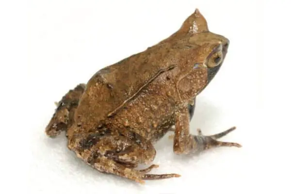 Mindanao horned frog isolated on white