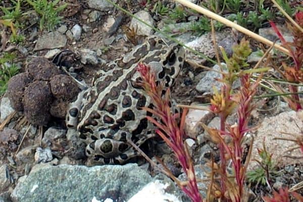 Mongolian toad on rocks