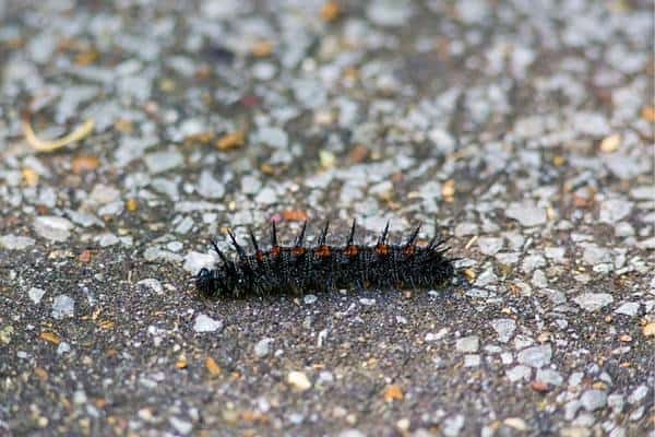 Morning cloak caterpillar on the ground