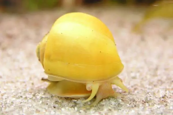 Mystery snail crawling