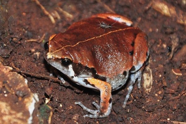 Northern sheep frog on moist soil