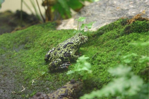 Oriental fire-bellied on mossy rock