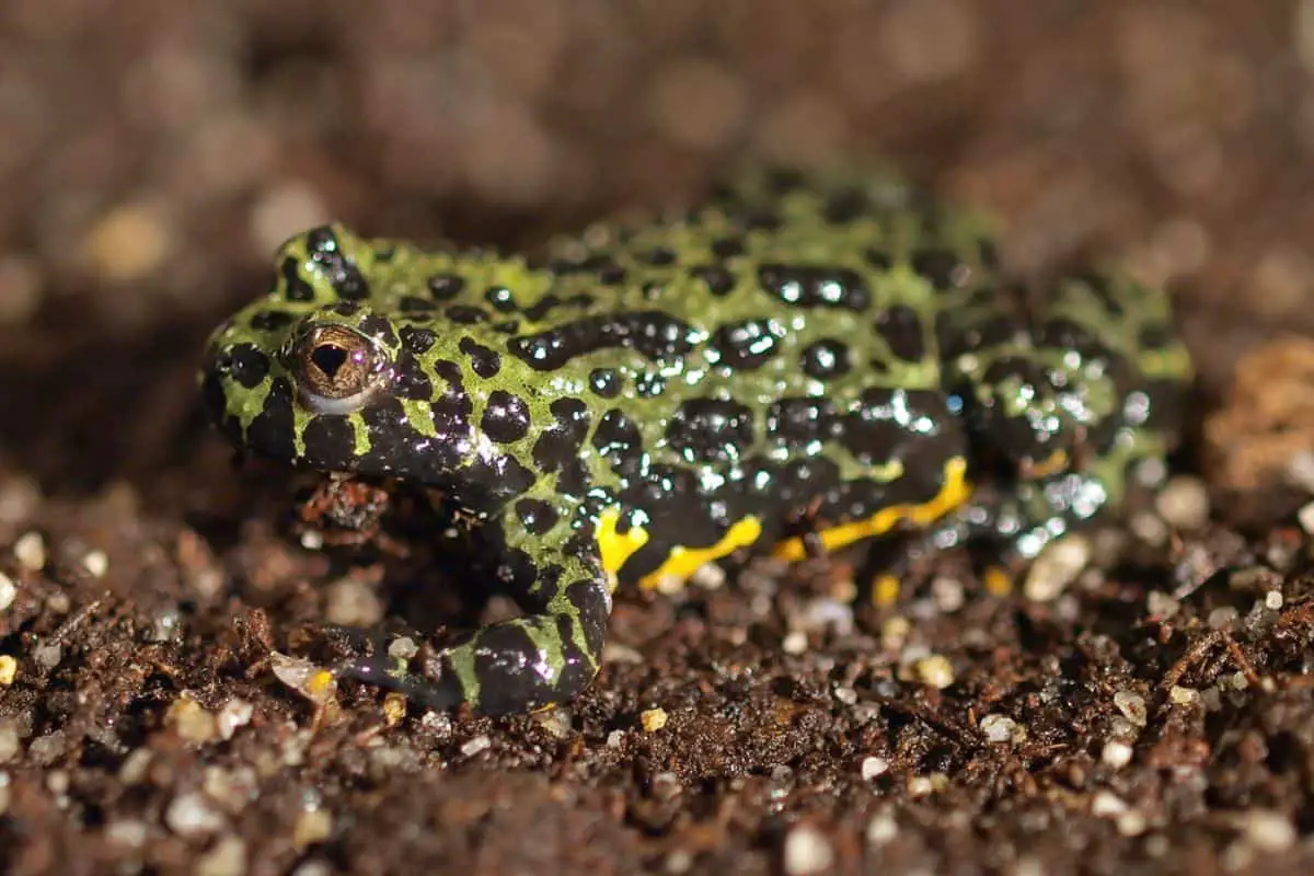 Oriental fire-bellied toad in moistland