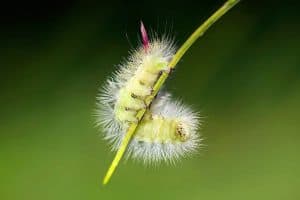 Are Fuzzy Caterpillars Poisonous to Dogs?