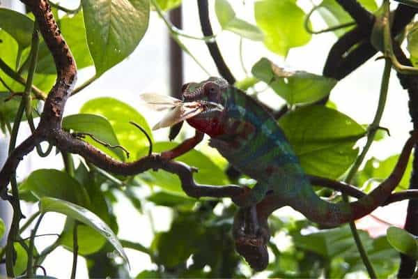 Panther chameleon eating roach