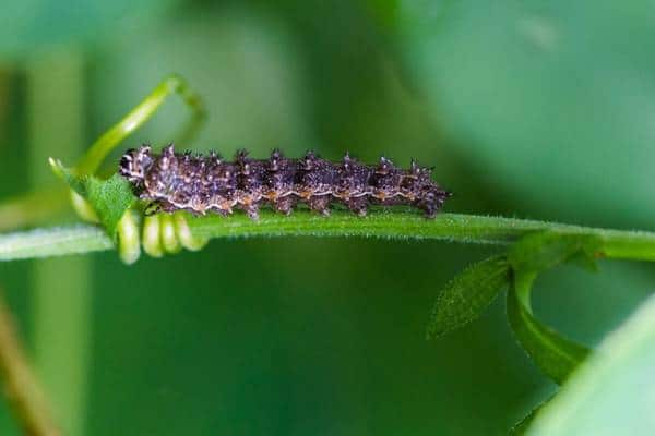 Pear crescent caterpillar
