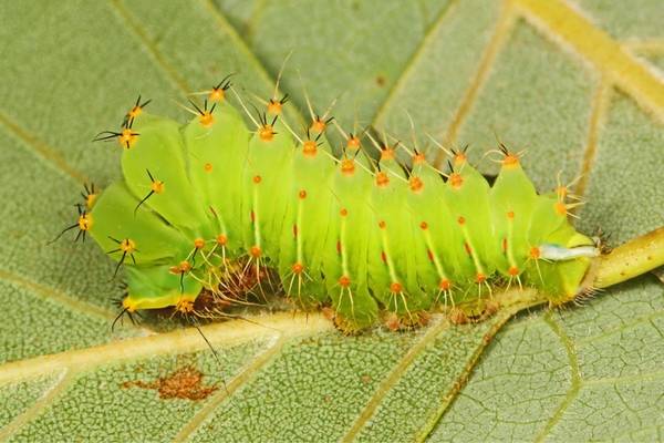 Polyphemus caterpillar on a leaf