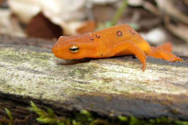 Red eft on a log