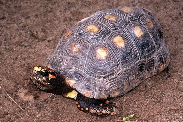 Red-footed tortoise on ground