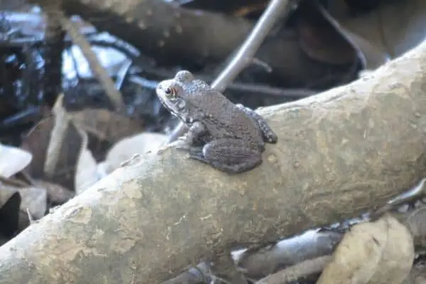 River frog on a trunk