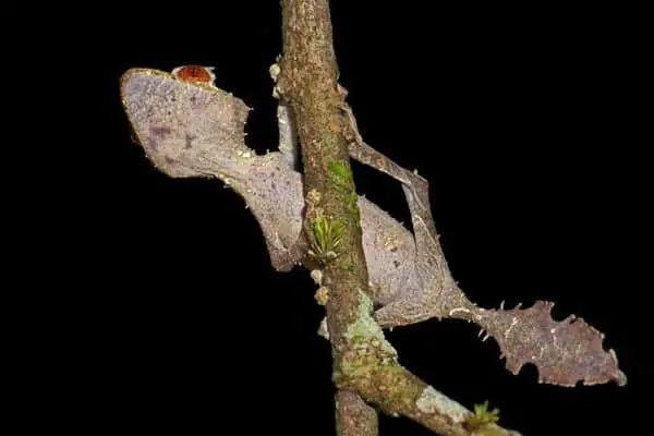 Satanic leaf-tailed gecko on a tree branch
