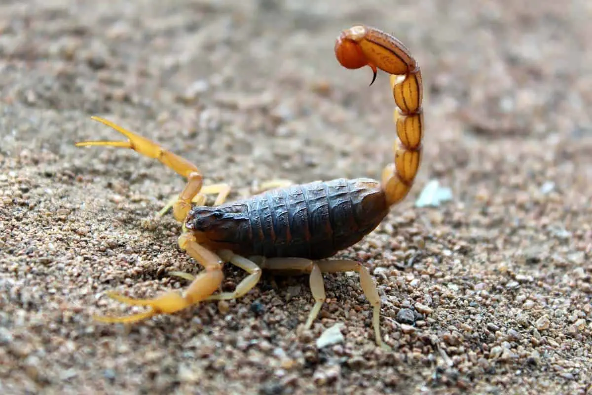 Scorpion with open pincers