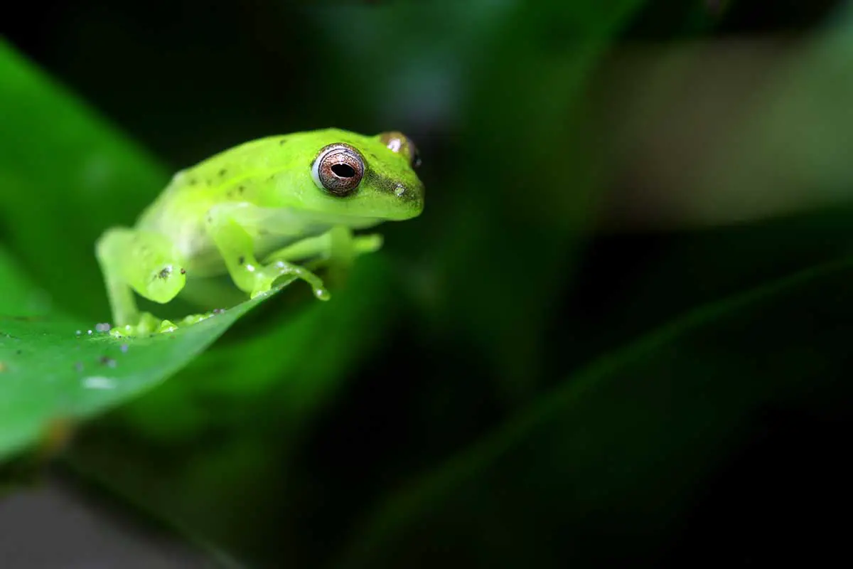 spotted emerald glass frog