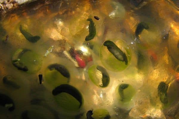 Spotted salamander egg development